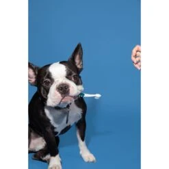 RADIUS Lush & Plush Dog & Cat Toothbrush -Pawfect Care 369006 PT6. AC SS1800 V1700155138