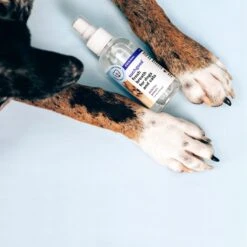SUCHGOOD Original Breath Spray Cat & Dog Breath Freshner, 4-oz Bottle -Pawfect Care 369069 PT6. AC SS1800 V1658219234