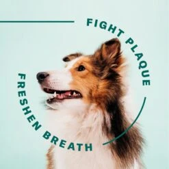 SUCHGOOD Advanced Breath Spray Cat & Dog Breath Freshner, 4-oz Bottle -Pawfect Care 369071 PT6. AC SS1800 V1659028225