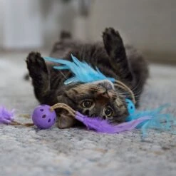 Frisco Feather & Play Plastic Balls Cat Toy, 2 Count -Pawfect Care 525998 PT3. AC SS1800 V1669148124