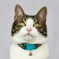Kittyrama Breakaway Adjustable With Bell Cat Collar -Pawfect Care 534230 PT2. AC SS1800 V1657658786