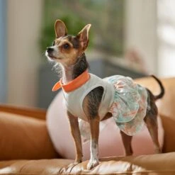 Frisco Tropical State Of Mind Dog & Cat Dress -Pawfect Care 556742 PT5. AC SS1800 V1675101933