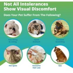 5Strands Food Intolerance Test For Dog, Cat & Small Pet -Pawfect Care 565574 PT2. AC SS1800 V1691007641
