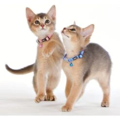 Red Dingo Nylon Breakaway Kitten Collar -Pawfect Care 57592 PT2. AC SS1800 V1684874968