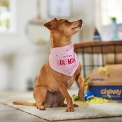 Frisco Dog & Cat Birthday Bandana -Pawfect Care 608206 PT5. AC SS1800 V1676643860