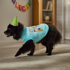 Frisco Birthday Celebration Dog & Cat T-Shirt -Pawfect Care 608318 PT7. AC SS1800 V1676643247