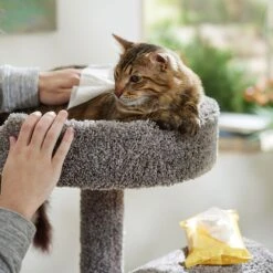 Dr. Elsey's Cat Attract Clumping Clay Cat Litter & Burt's Bees Dander Reducing Wipes With Colloidal Oat Flour & Aloe Vera For Cats -Pawfect Care 613254 PT4. AC SS1800 V1700888095