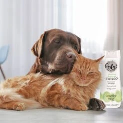 Perfect Coat Shed Control Tropical Mist Dog & Cat Shampoo 17 Perfect Coat Shed Control Tropical Mist Dog & Cat Shampoo -Pawfect Care 633358 PT8. AC SS1800 V1667949221
