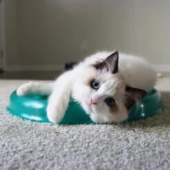 Bergan Scratcher Replacement Pads, 2 Count -Pawfect Care 64228 PT3. AC SS1800 V1673648560