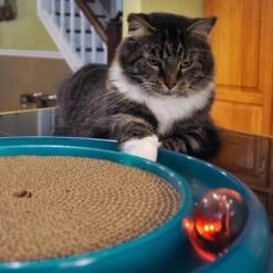 Bergan Replacement Twinkle Ball Cat Toy, Color Varies -Pawfect Care 64234 PT2. AC SS1800 V1673648559