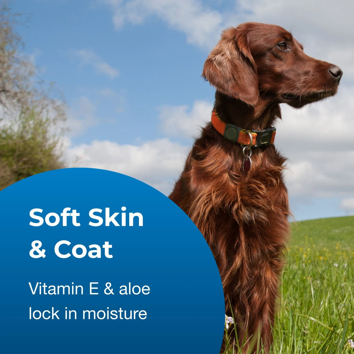 PetAg Fresh 'n Clean Soothing & Sensitive Waterless Hypoallergenic Cat Dog & Small-Pet Shampoo, 9-oz Bottle 6 PetAg Fresh 'n Clean Soothing & Sensitive Waterless Hypoallergenic Cat Dog & Small-Pet Shampoo, 9-oz Bottle - Image 4