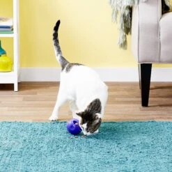 KONG Active Treat Ball Cat Toy -Pawfect Care 66556 PT1. AC SS1800 V1545171123