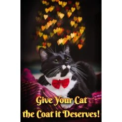 Pet MasterMind Fluffy Feline Cat Dandruff Care Spray, 8-oz Bottle -Pawfect Care 692566 PT6. AC SS1800 V1667342360