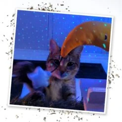 Meowijuana Refillable Get Hung Moon & Stars Cat Toy -Pawfect Care 696614 PT6. AC SS1800 V1669386776