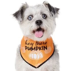 Frisco Hey There Pumpkin Dog & Cat Bandana -Pawfect Care 706374 PT2. AC SS1800 V1690478413