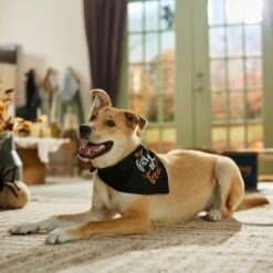 Frisco Trick Or Treat Dog & Cat Bandana -Pawfect Care 706398 PT5. AC SS1800 V1689282516