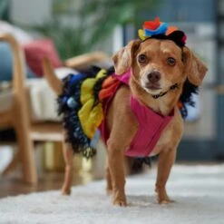 Frisco Ruffle Party Dog & Cat Dress + Headpiece -Pawfect Care 707350 PT7. AC SS1800 V1689341466