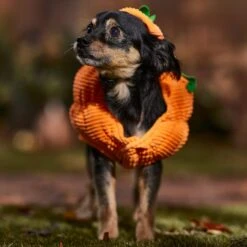 Frisco Pumpkin Ball Dog & Cat Costume -Pawfect Care 708902 PT7. AC SS1800 V1689282553