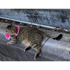 Prey Saver Break Away Cat Collar, One Size -Pawfect Care 710062 PT6. AC SS1800 V1668809599