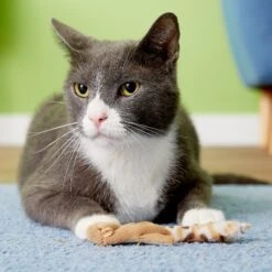 Ethical Pet Skinneeez Forest Creature Stuffing-Free Plush Cat Toy With Catnip, Color Varies -Pawfect Care 71305 PT8. AC SS1800 V1503351701