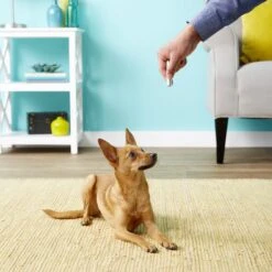 Ethical Pet Laser Exerciser Original 2 In 1 Dog & Cat Toy -Pawfect Care 71427 PT4. AC SS1800 V1553880425