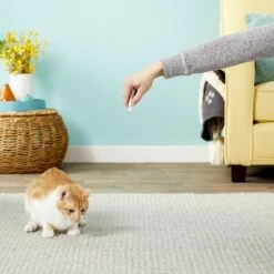 Ethical Pet Laser Exerciser Original 2 In 1 Dog & Cat Toy -Pawfect Care 71427 PT5. AC SS1800 V1553880443