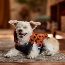 Frisco Dotted Dog & Cat Hoodie -Pawfect Care 718326 PT7. AC SS1800 V1692375977