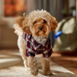 Frisco Red & Blue Plaid Dog & Cat Flannel Shirt -Pawfect Care 720838 PT7. AC SS1800 V1693400998