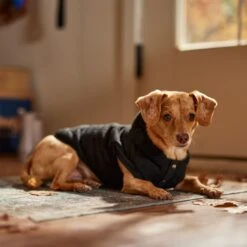 Frisco Quilted Fleece Dog & Cat Pullover Hoodie -Pawfect Care 721030 PT7. AC SS1800 V1692378399