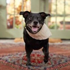 Frisco Solid Faux Fur Dog & Cat Bandana -Pawfect Care 733878 PT6. AC SS1800 V1692378974