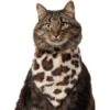 Frisco Leopard Faux Fur Dog & Cat Bandana -Pawfect Care 733894 MAIN. AC SS1800 V1692379950
