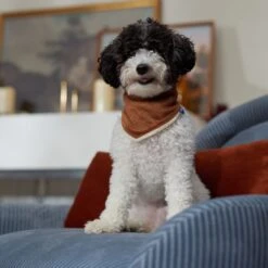 Frisco Reversible Cozy Knit Faux Fur Dog & Cat Pullover Bandana -Pawfect Care 733918 PT6. AC SS1800 V1692378160