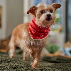 Frisco Reversible Candy Cane Cozy Knit Faux Fur Dog & Cat Pullover Bandana, 1 Count -Pawfect Care 745294 PT6. AC SS1800 V1694794121