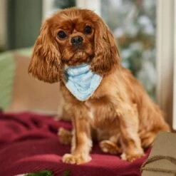 Frisco Reversible Snowflake Cozy Knit Faux Fur Dog & Cat Pullover Bandana, 1 Count -Pawfect Care 746630 PT6. AC SS1800 V1694799358