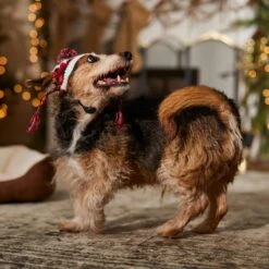 Frisco Nordic Pawprint Dog & Cat Hat -Pawfect Care 746782 PT5. AC SS1800 V1694799891