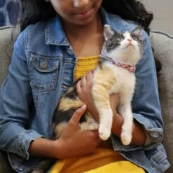 Li'l Pals Round Kitten Collar -Pawfect Care 754870 PT2. AC SS1800 V1673368182