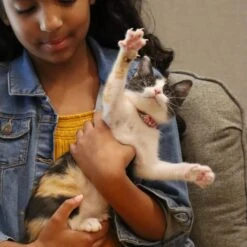 Li'l Pals Round Kitten Collar -Pawfect Care 754870 PT3. AC SS1800 V1673365930