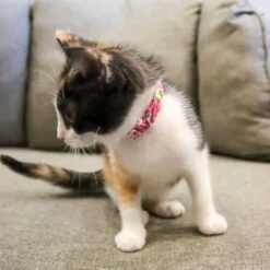 Li'l Pals Round Kitten Collar -Pawfect Care 754870 PT4. AC SS1800 V1673366516