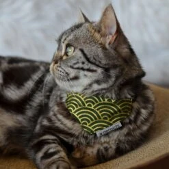 Necoichi Bandana Cat Collar With Air Tag Pocket, One Size -Pawfect Care 759454 PT5. AC SS1800 V1682709866
