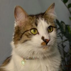 Necoichi Sunny Blossoms Cat Collar -Pawfect Care 759486 PT7. AC SS1800 V1683832279