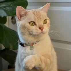 Necoichi Sunny Blossoms Cat Collar -Pawfect Care 759486 PT8. AC SS1800 V1683912521