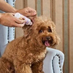 HICC PET Antibacterial Cat & Dog Ear Rinse With Cotton Swabs, 4-oz Bottle -Pawfect Care 770094 PT3. AC SS1800 V1688650903