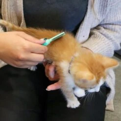 Li'l Pals Double-Sided Kitten Comb -Pawfect Care 782574 PT2. AC SS1800 V1680793953