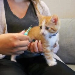 Li'l Pals Double-Sided Kitten Comb -Pawfect Care 782574 PT3. AC SS1800 V1680794422