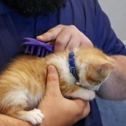 Li'l Pals Kitten Soft Tip Massager -Pawfect Care 782670 PT2. AC SS1800 V1680632797