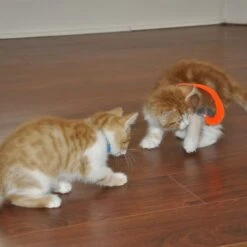 Bergan Whirly Pop Cat Toy With Catnip 11 Bergan Whirly Pop Cat Toy With Catnip -Pawfect Care 79187 PT2. AC SS1800 V1533671590