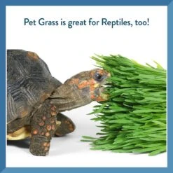 Pet Greens Self Grow Medley Pet Grass -Pawfect Care 80256 PT7. AC SS1800 V1628903490