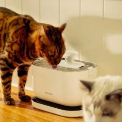 Petlibro Dockstream Battery Operated Cat Water Fountain