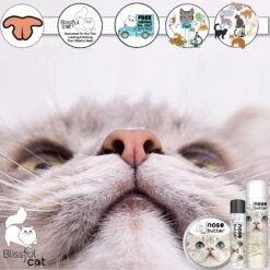 The Blissful Dog Cat Nose Cream, 1-oz Tin -Pawfect Care 879670 PT3. AC SS1800 V1689280808