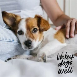 Dogswell Remedy+Recovery Hydrocortisone Lotion For Dogs & Cats, 4-oz Bottle -Pawfect Care 887614 PT5. AC SS1800 V1692798109